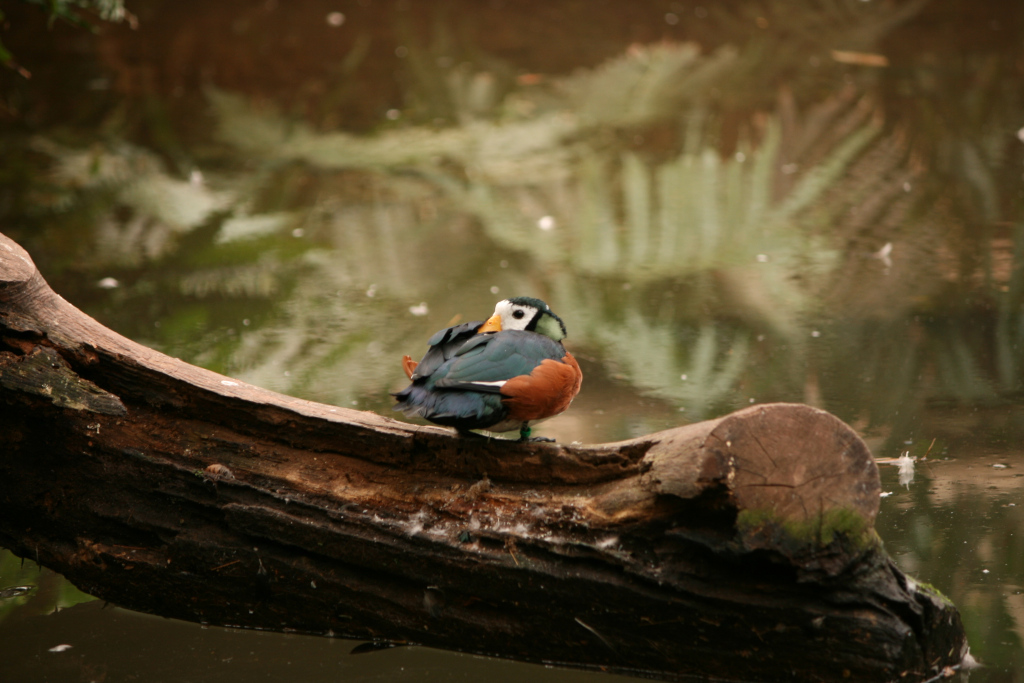 Bird in lake