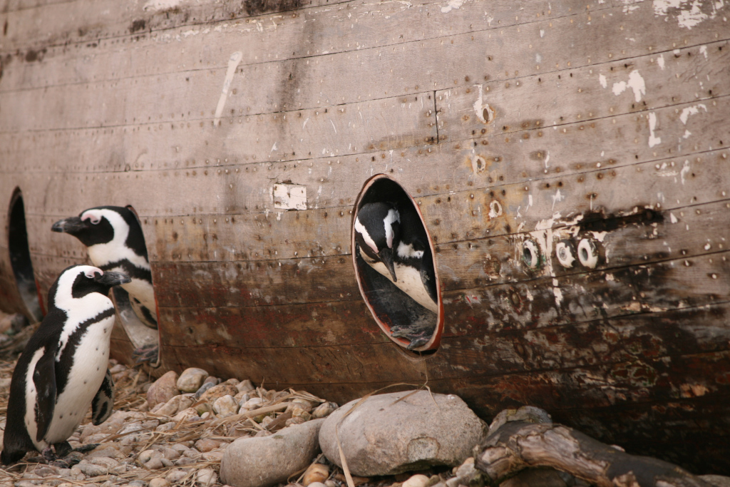 Penguin in boat